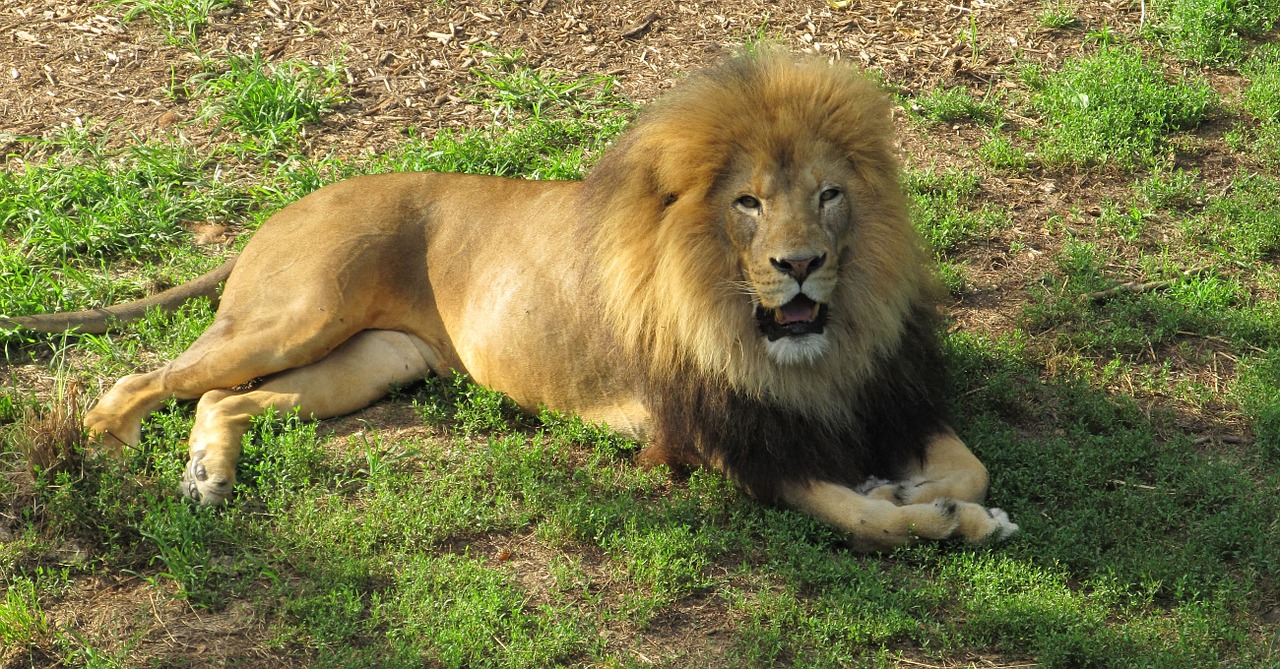 lion feline big cat free photo