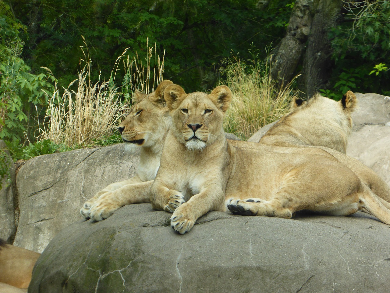 lion lioness animal free photo