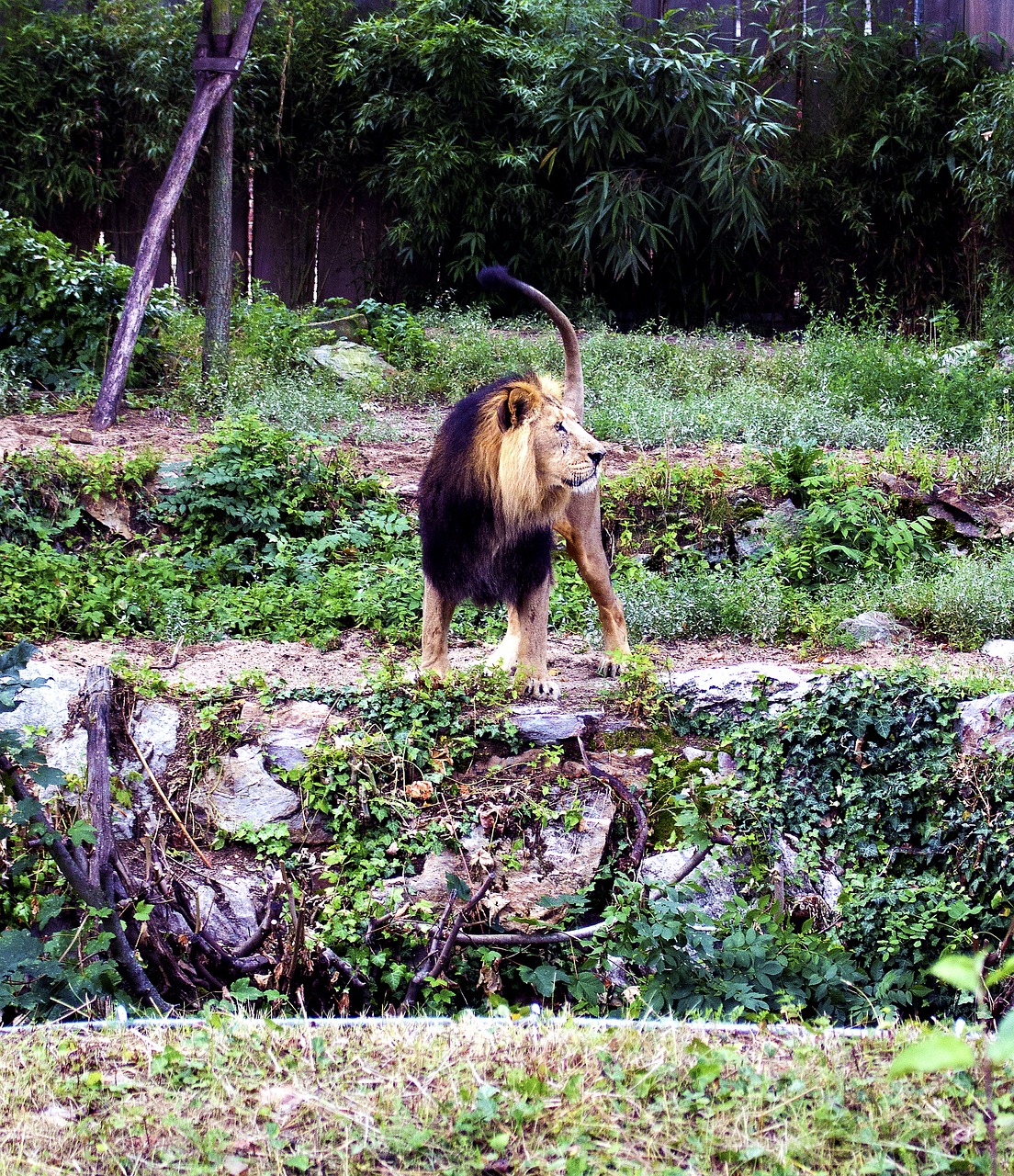 lion predator cat free photo