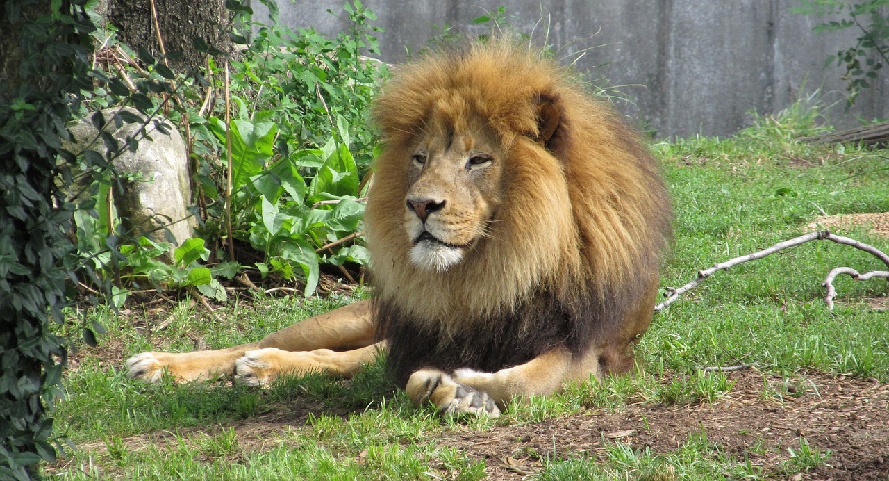 lion feline big cat free photo