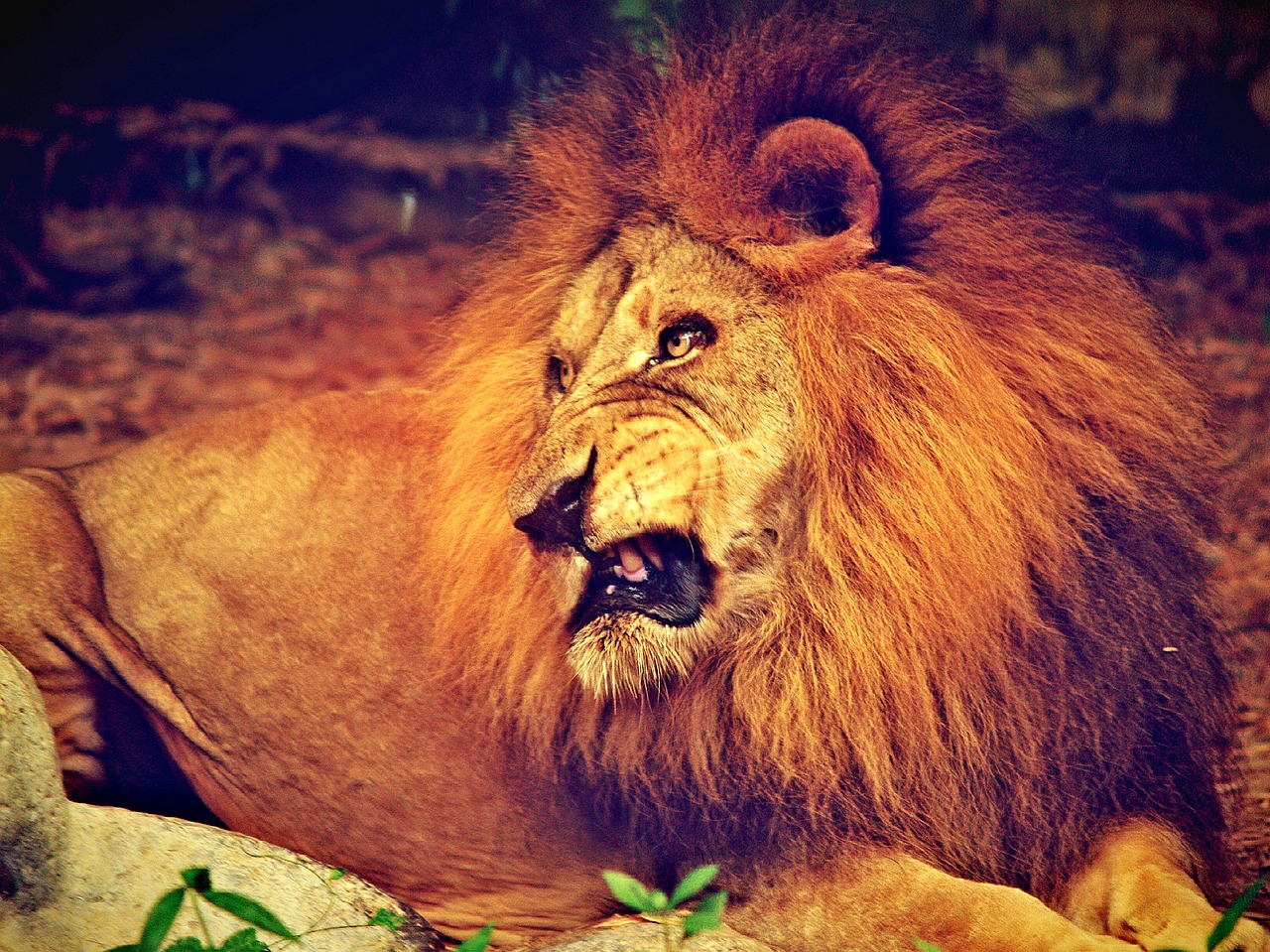 lion african pride free photo