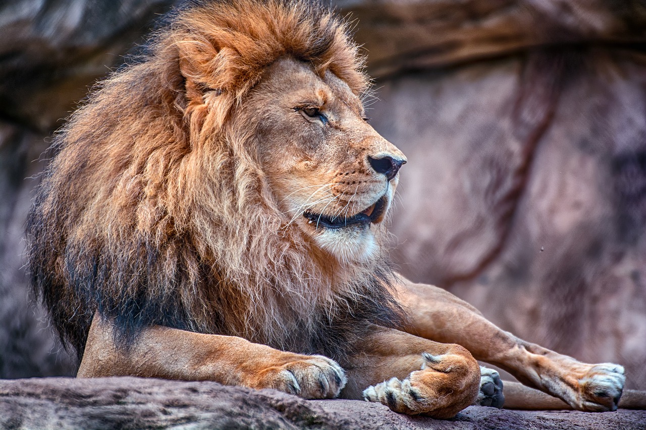 lion mane zoo free photo