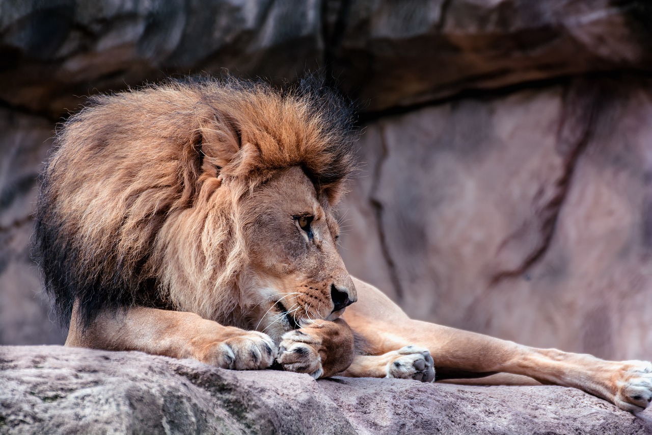 lion mane head free photo