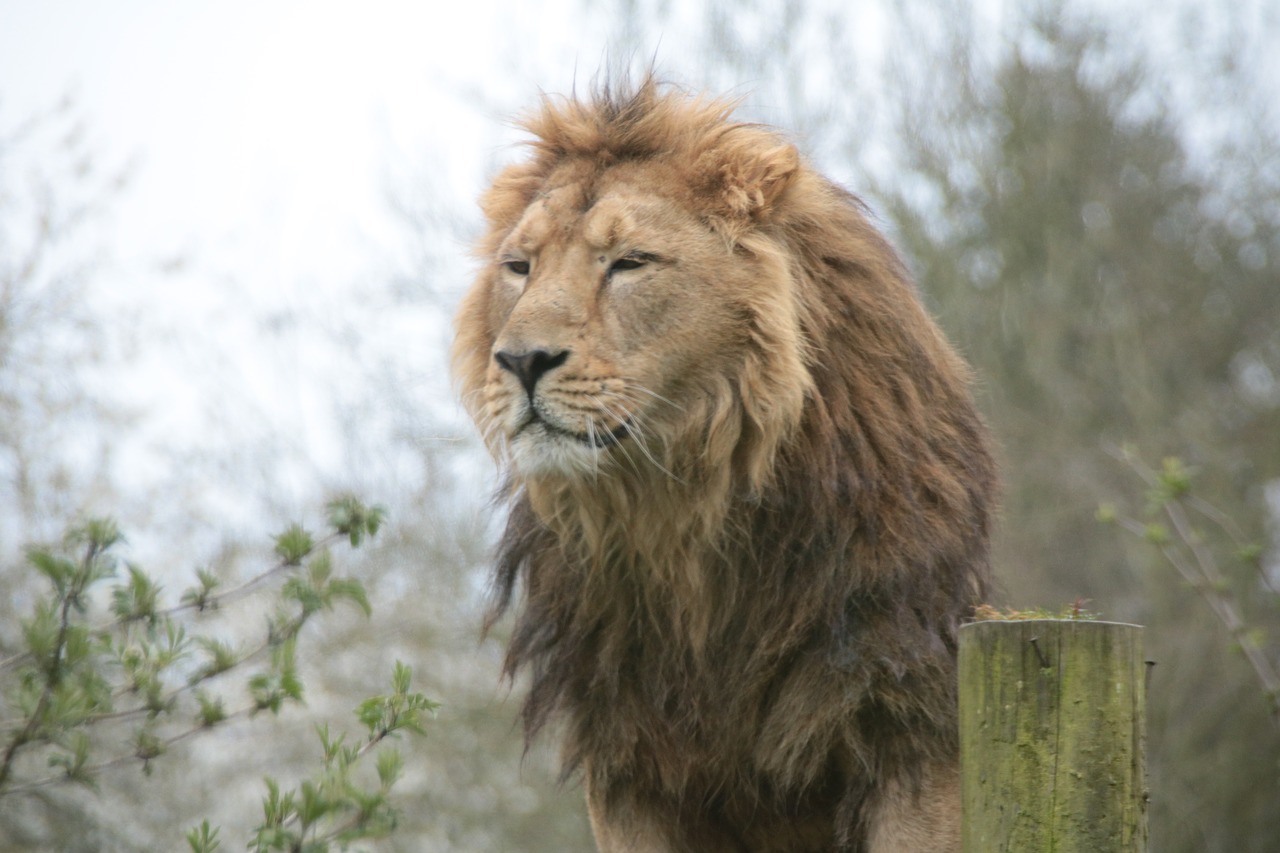 lion wildlife big free photo