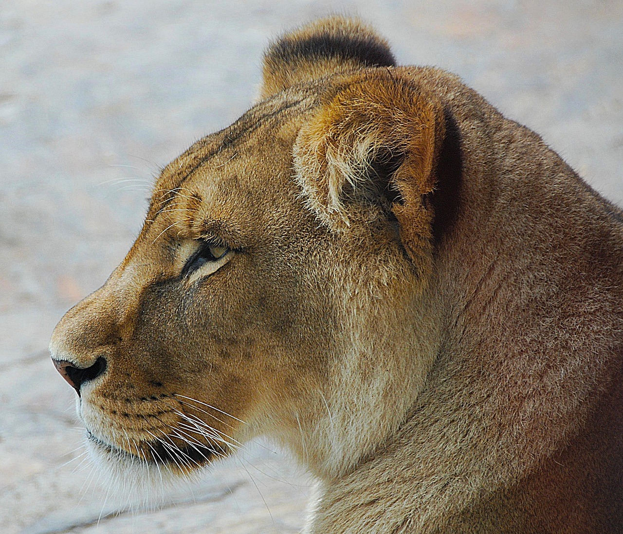 lion close zoo free photo