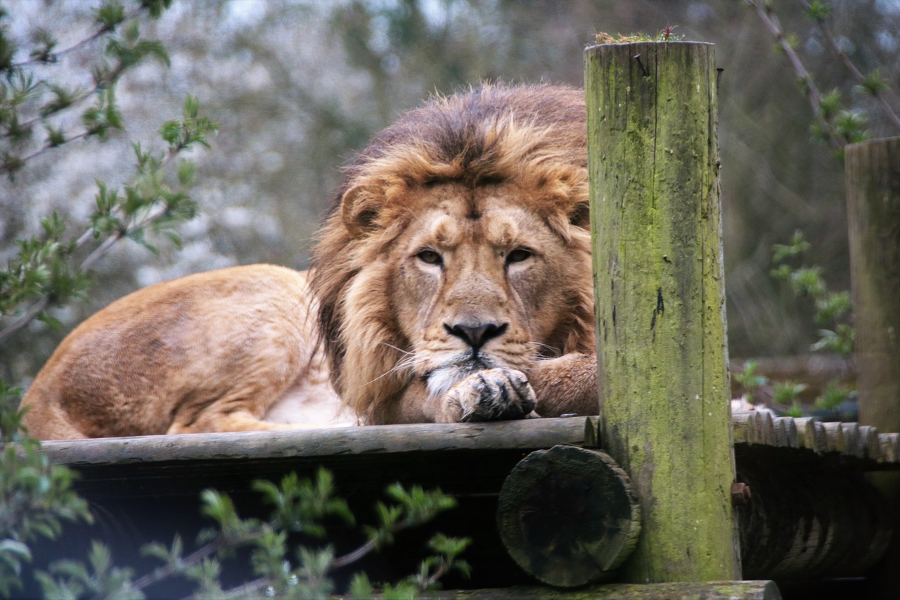 lion king majestic free photo