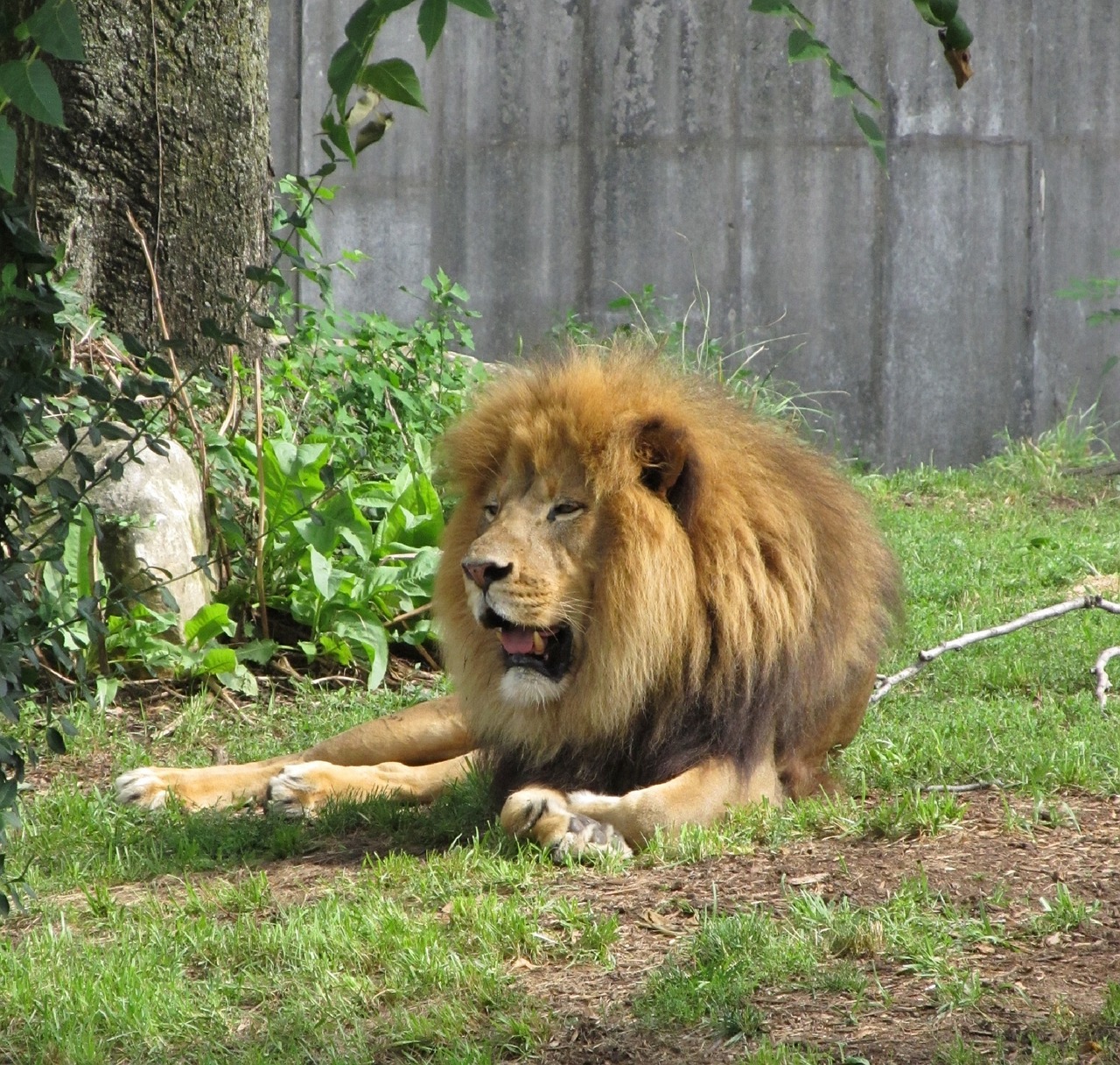 lion feline big cat free photo