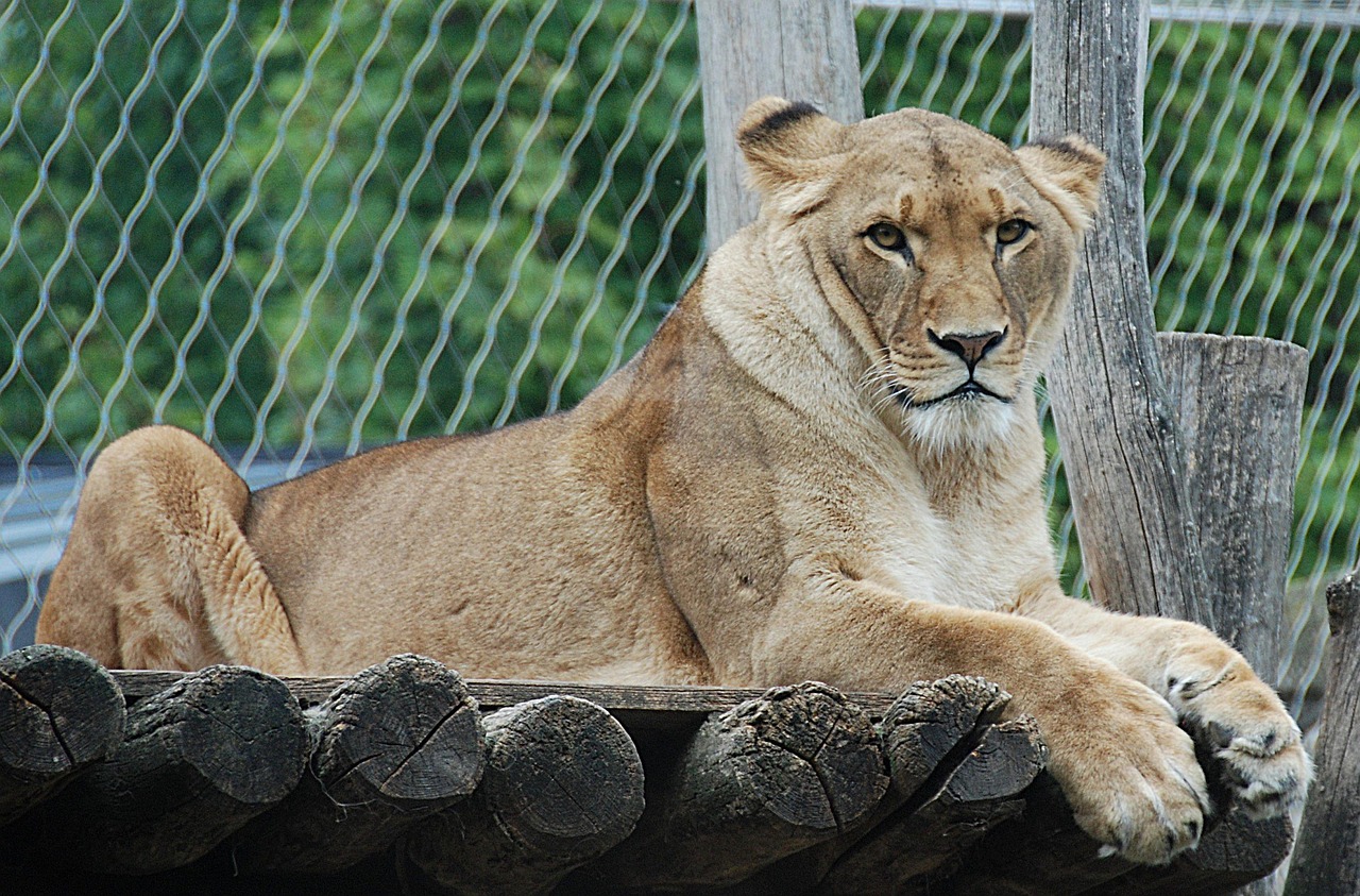 lion enclosure lying free photo