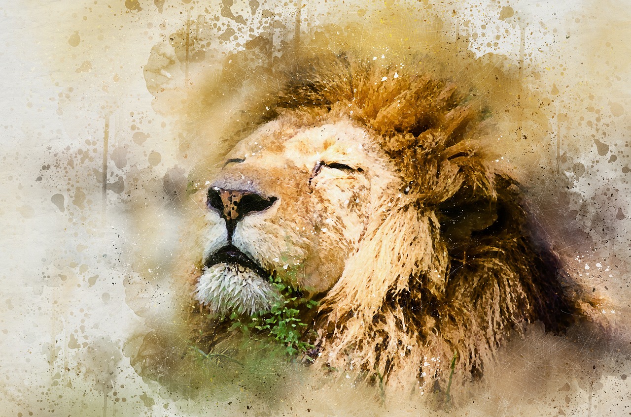 lion african lion skeezy lion free photo