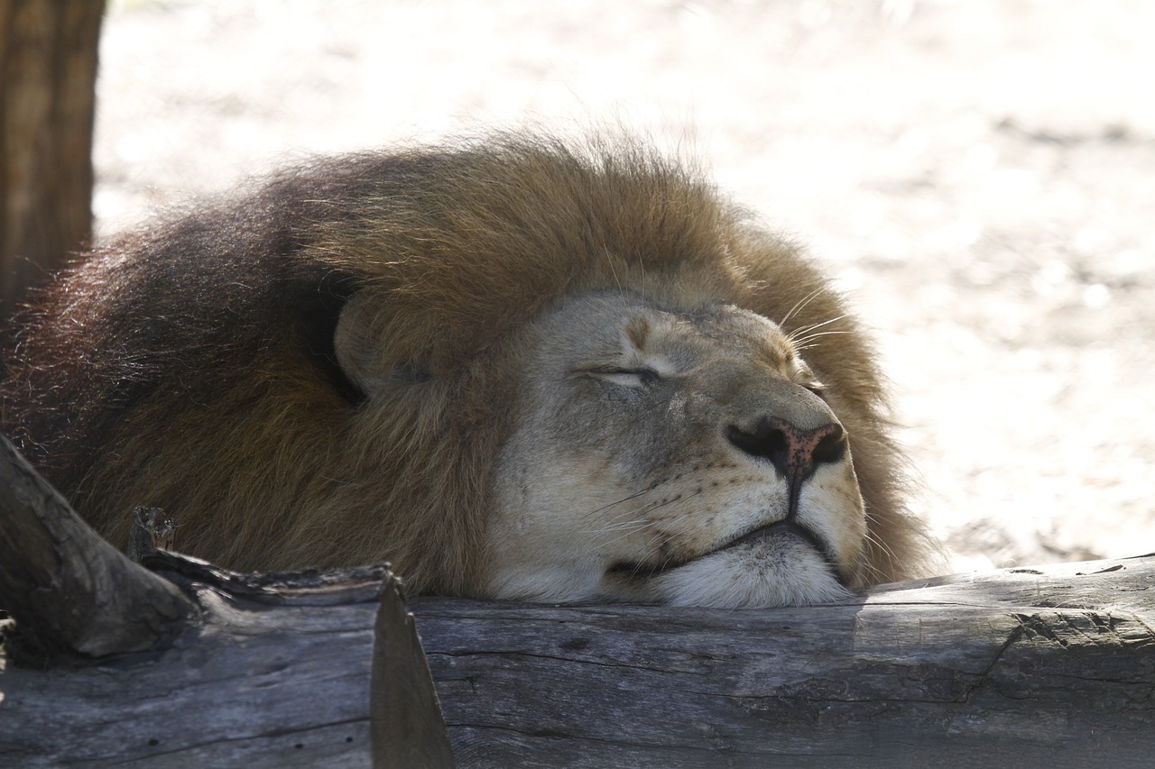 lion sleeping africa free photo