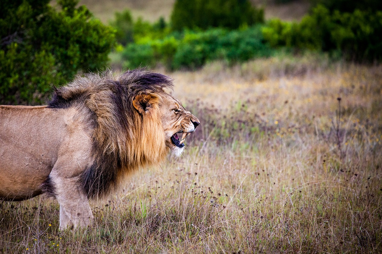 lion predator big cat free photo