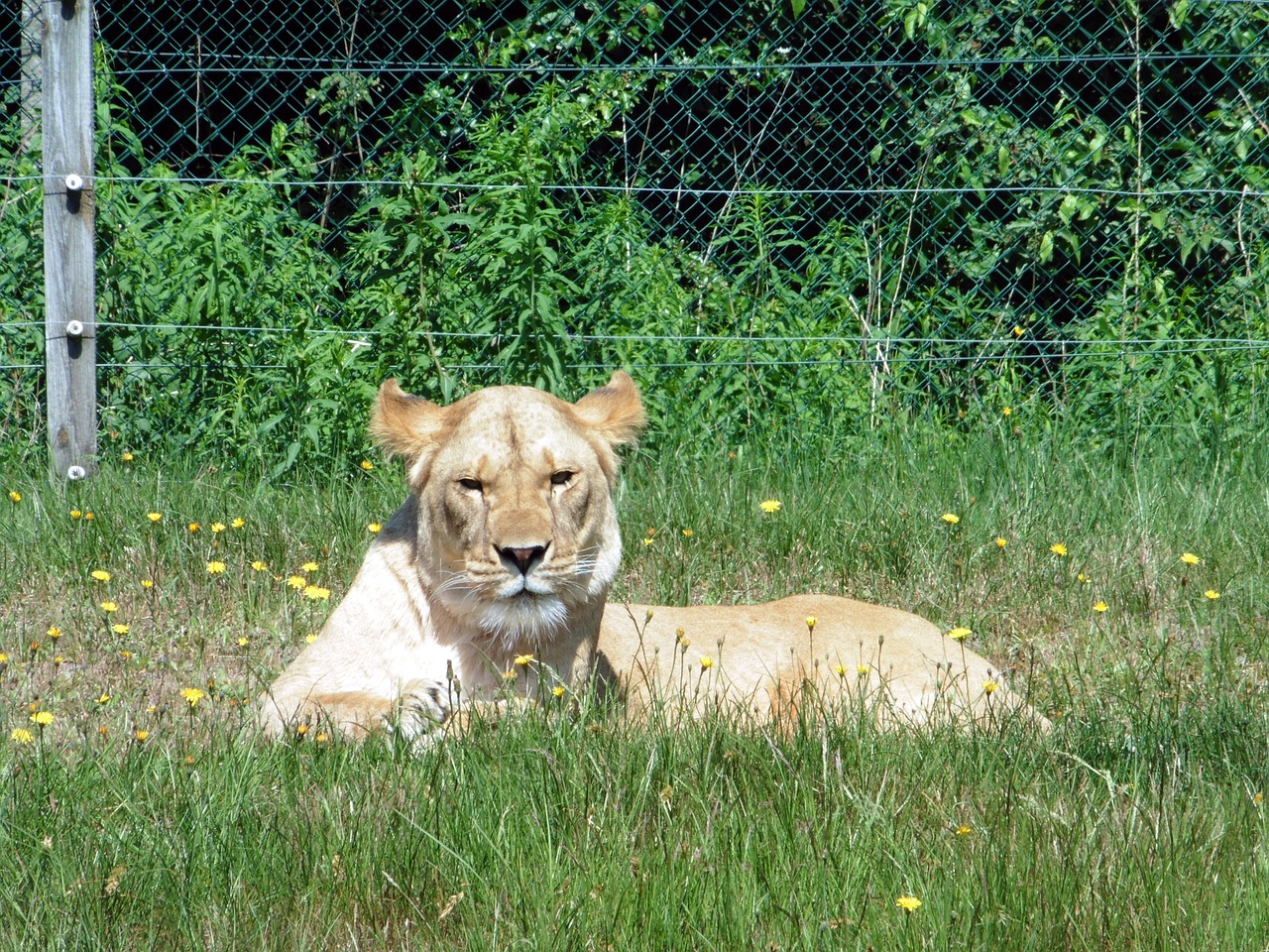 lion animal cat free photo