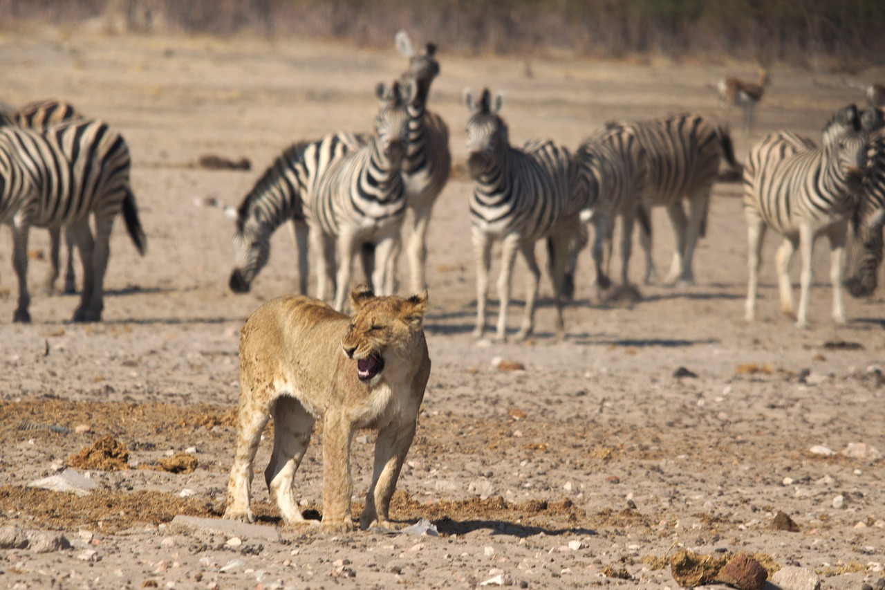lion namibia zebras free photo