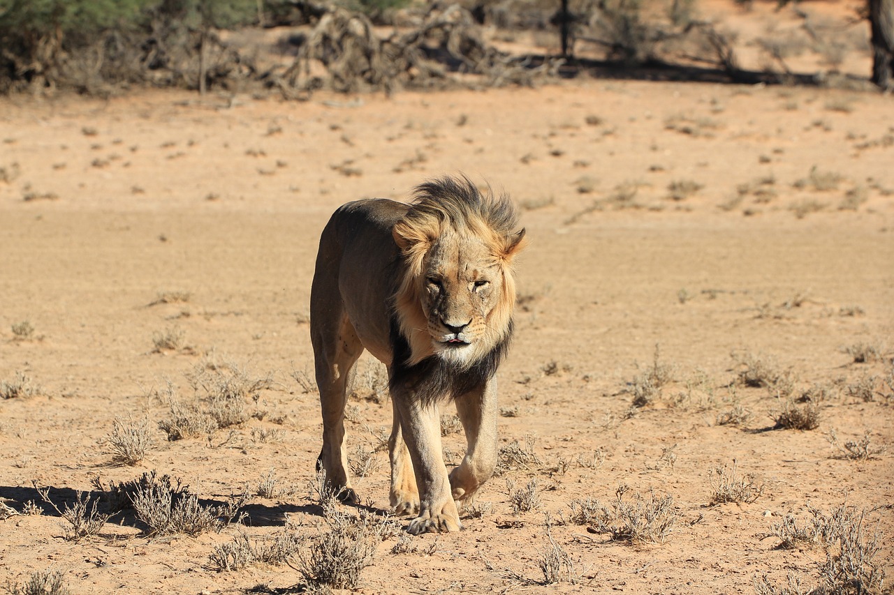 lion desert botswana free photo