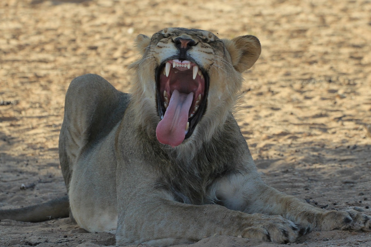 lion young male yawning free photo