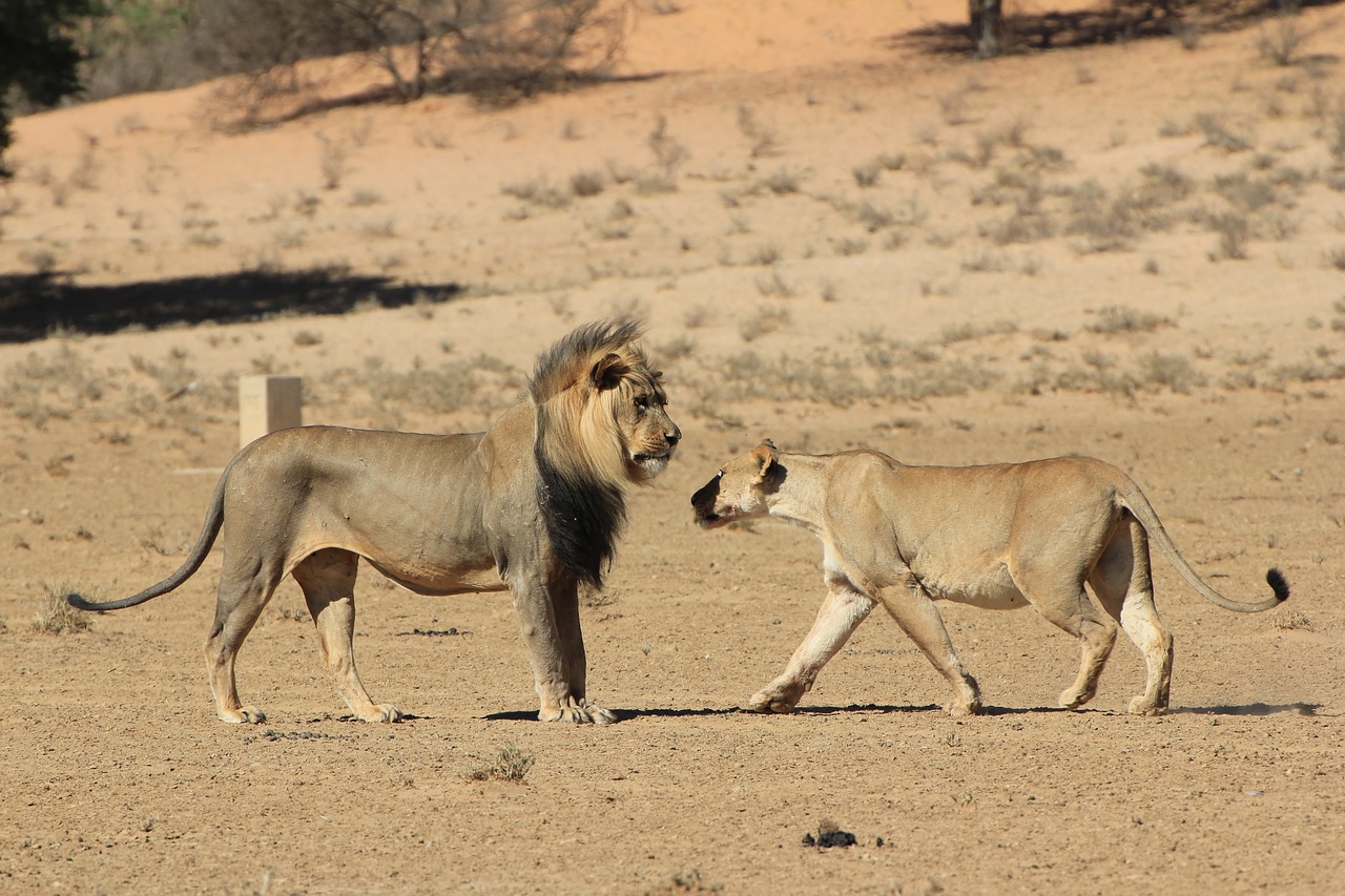 lion lioness greeting free photo