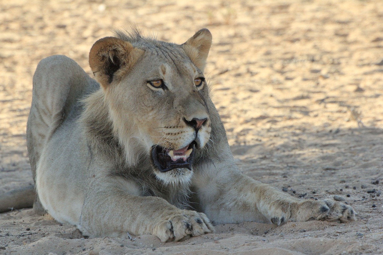 lion young africa free photo