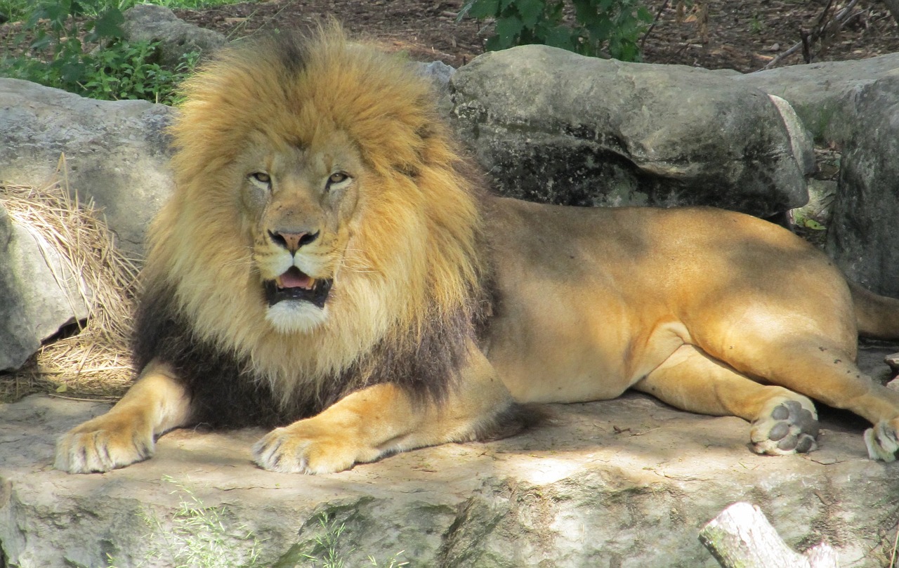 lion feline big cat free photo