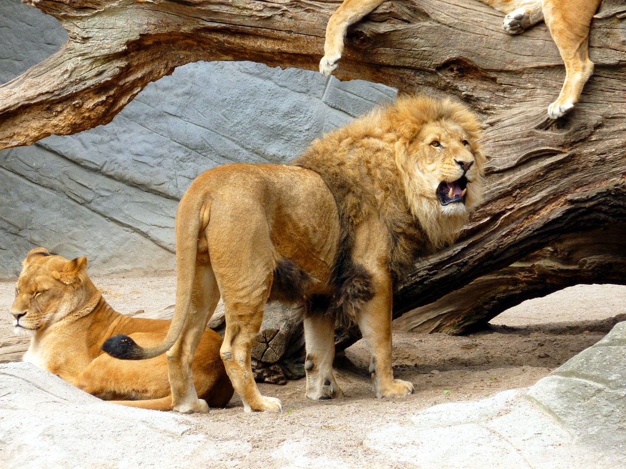 lion lioness lion females free photo