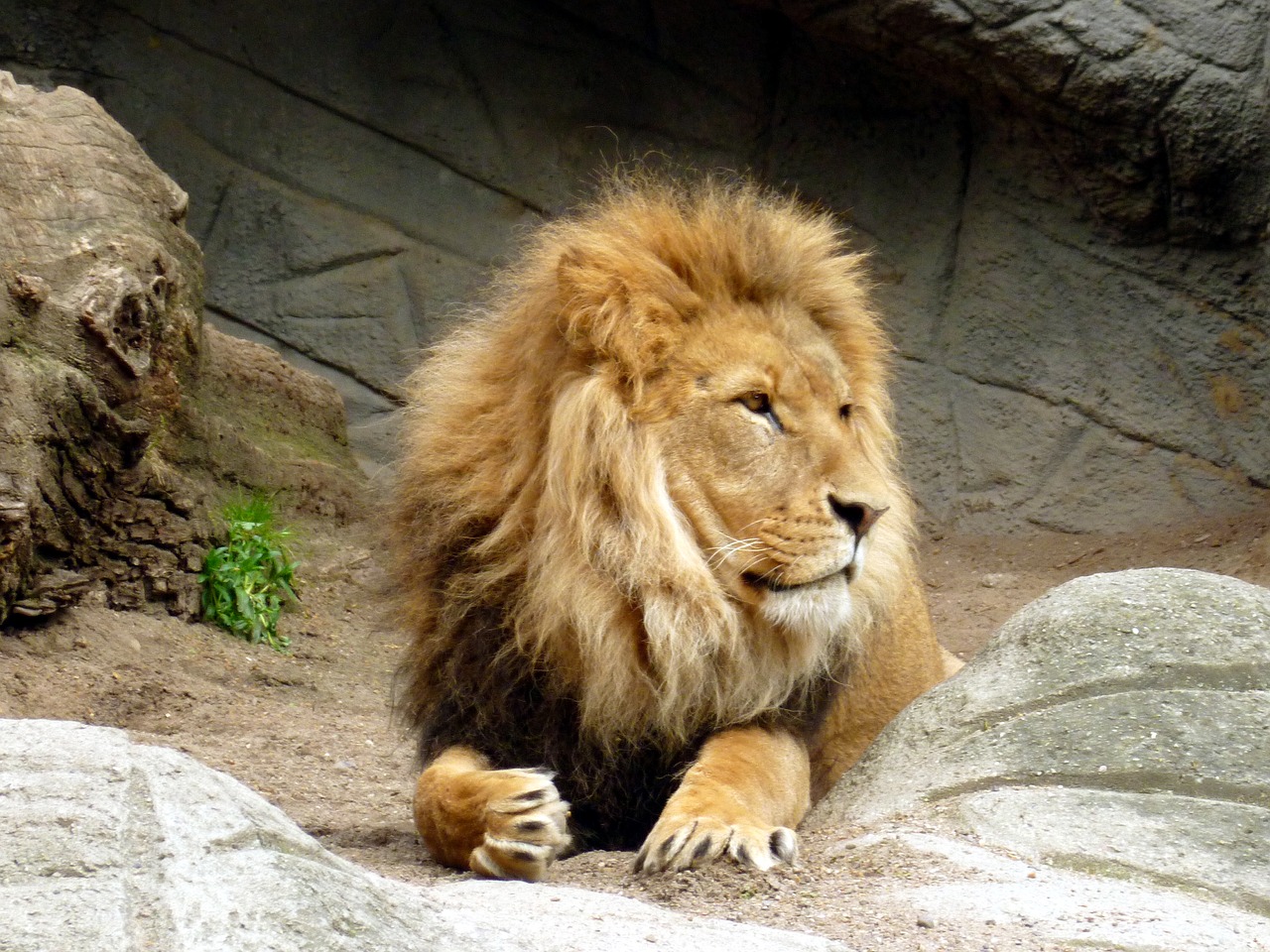 lion lions male king of the beasts free photo