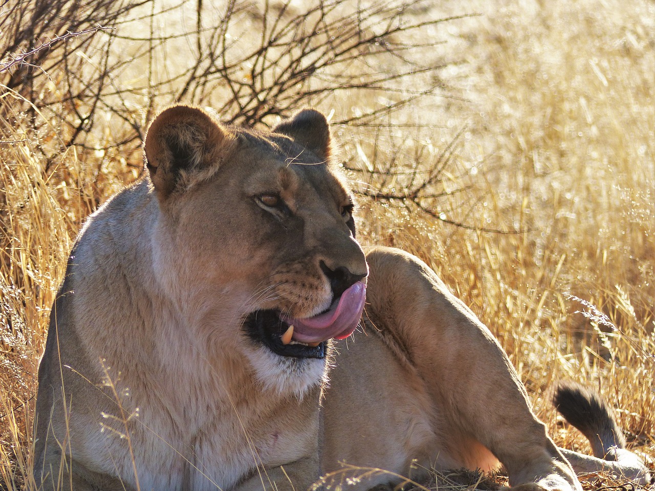 lion lioness predator free photo
