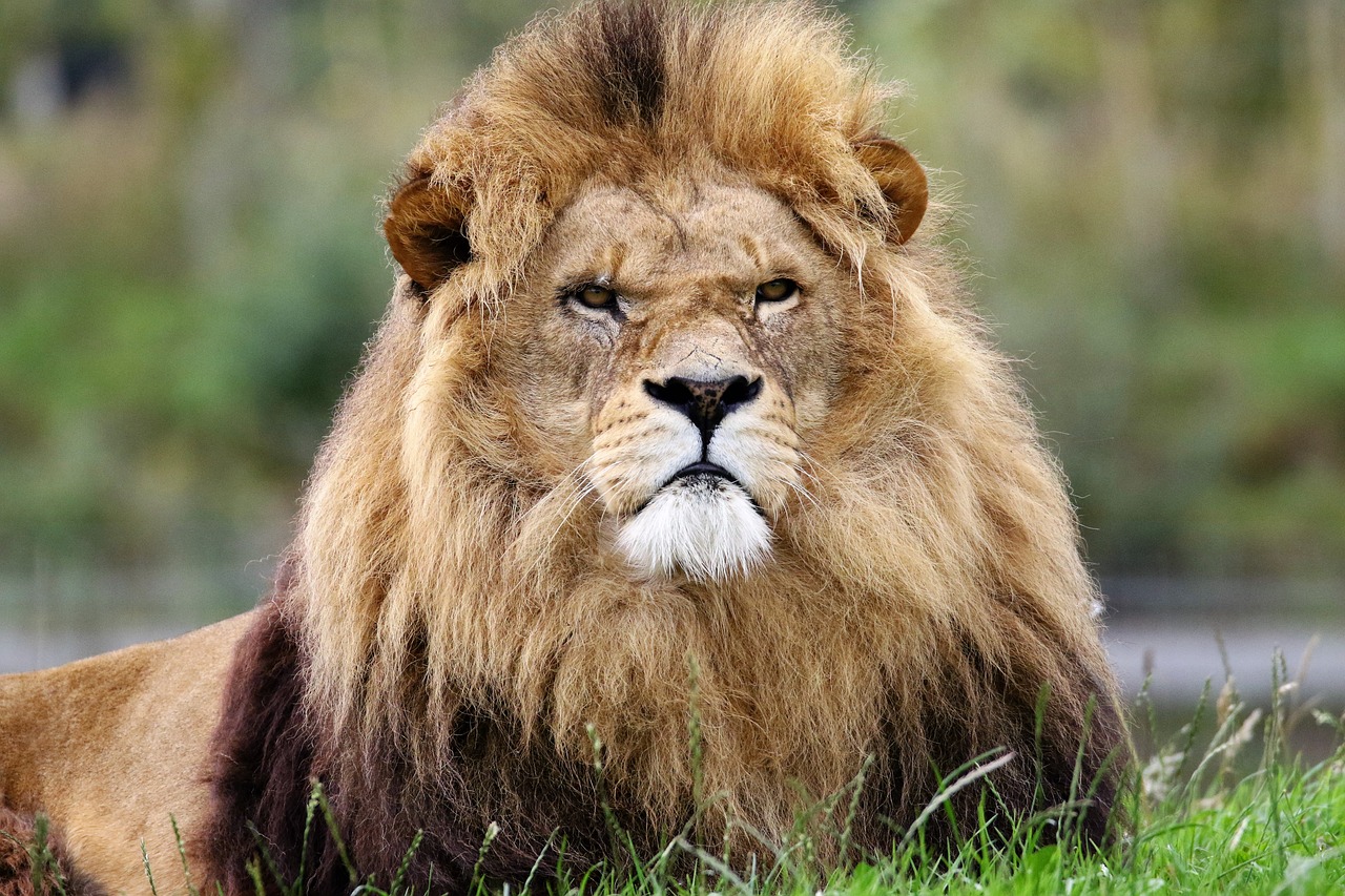 lion king animal free photo