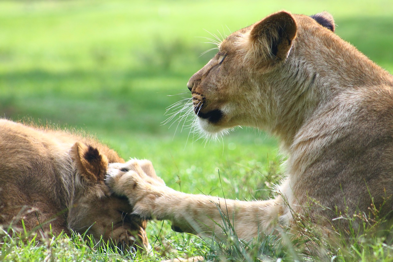 lion zoo animal free photo