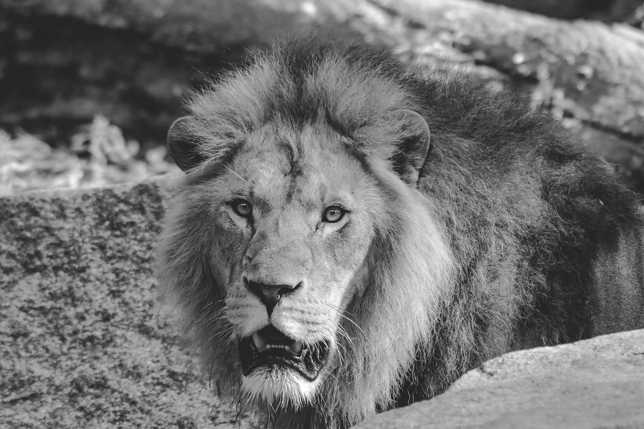 lion animal male free photo