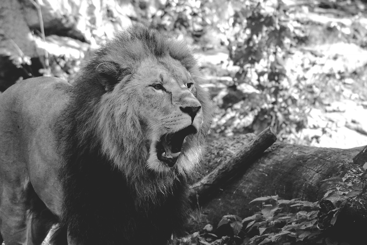 lion zoo roar free photo