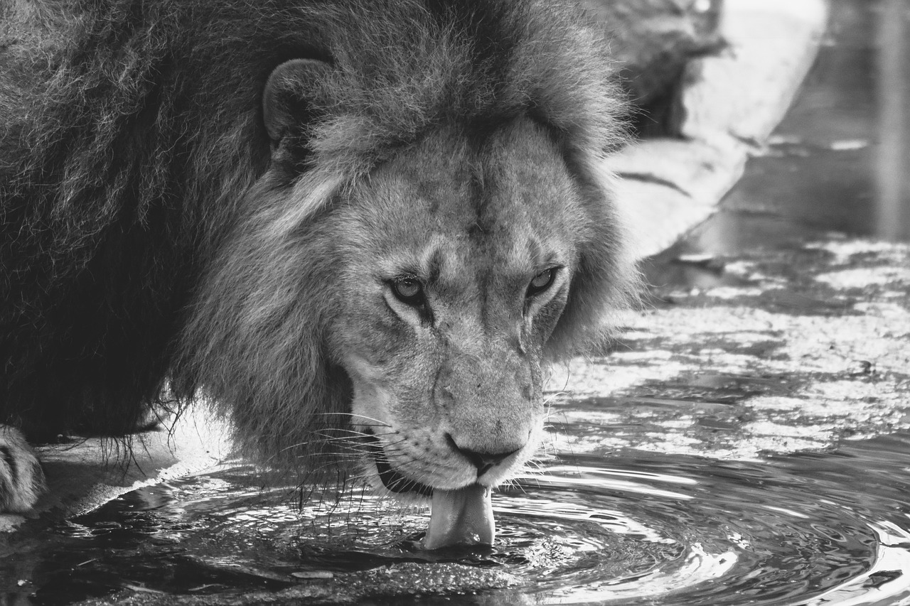 lion drink zoo free photo