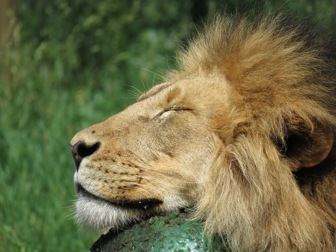 lion calgary zoo free photo