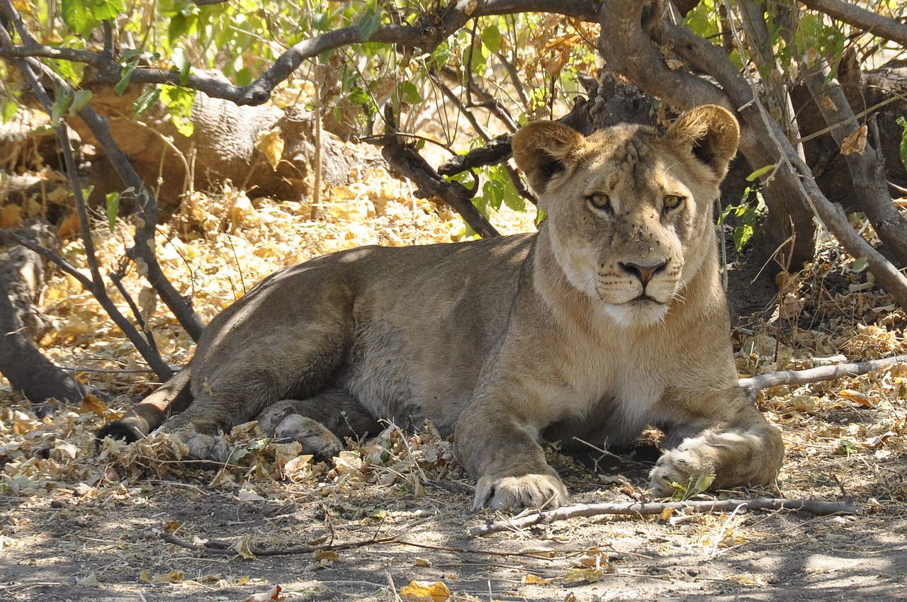 lion botswana chobe free photo