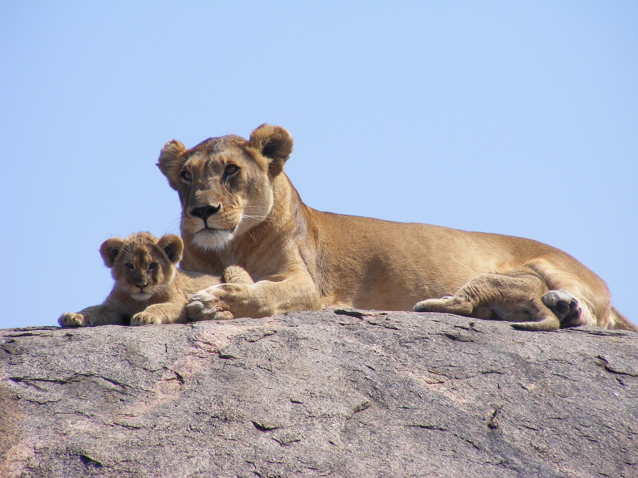 lion cub safari free photo