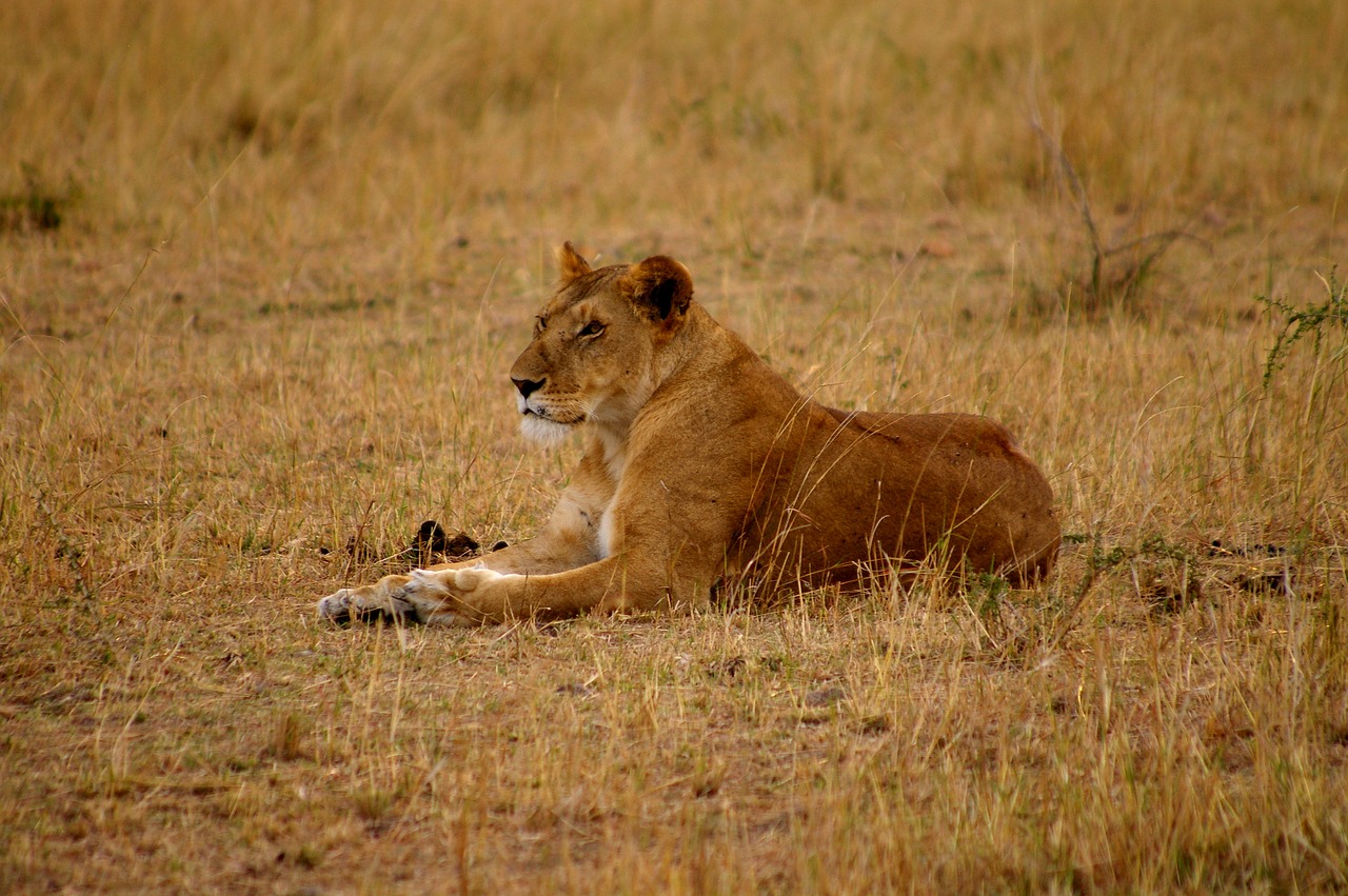 lion lioness cat free photo