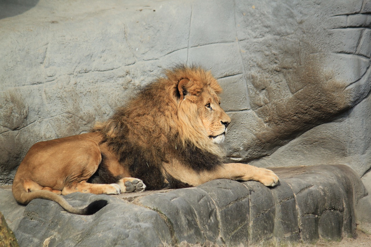 lion animal zoo free photo