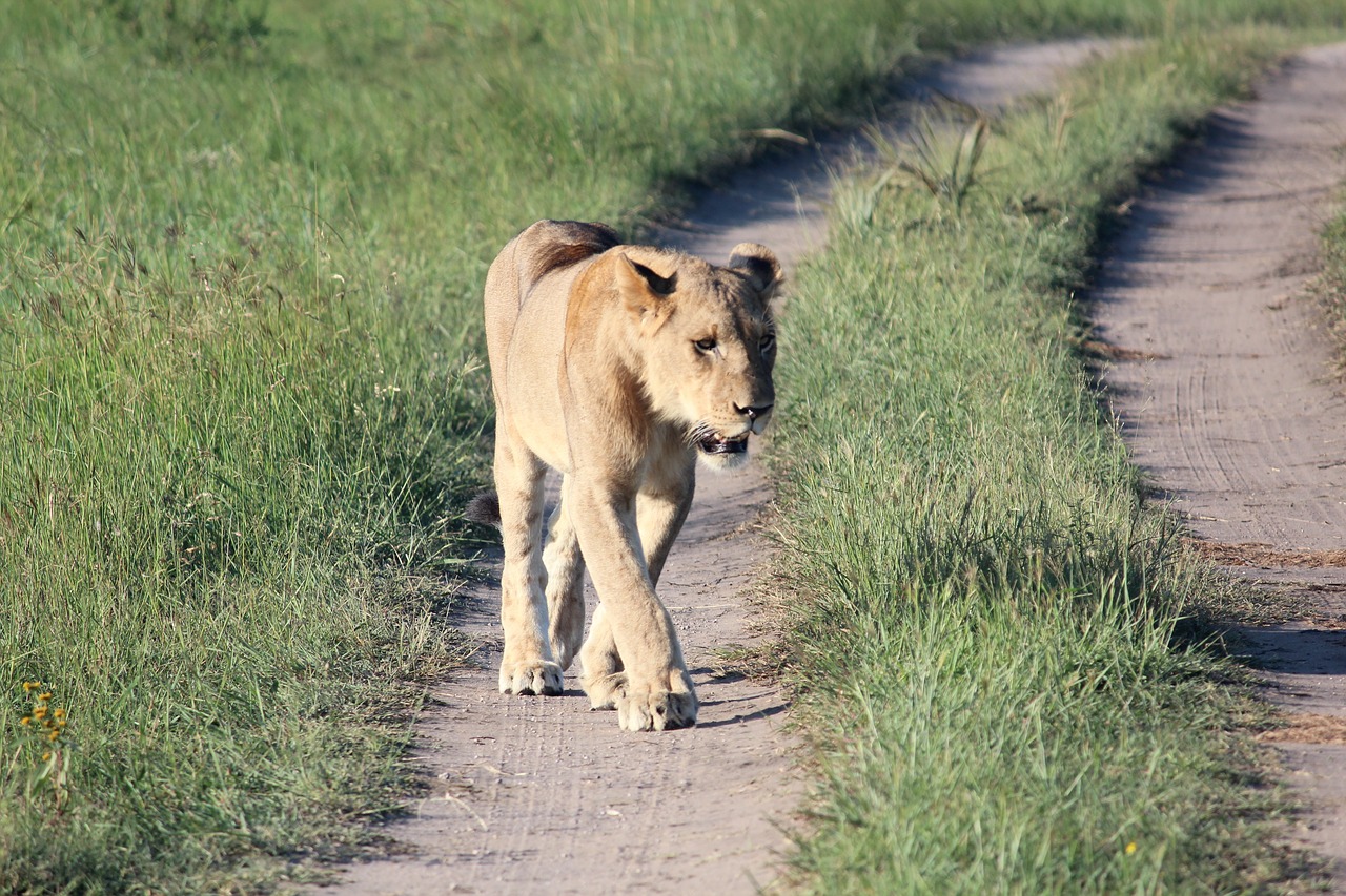 lioness wild life predator free photo