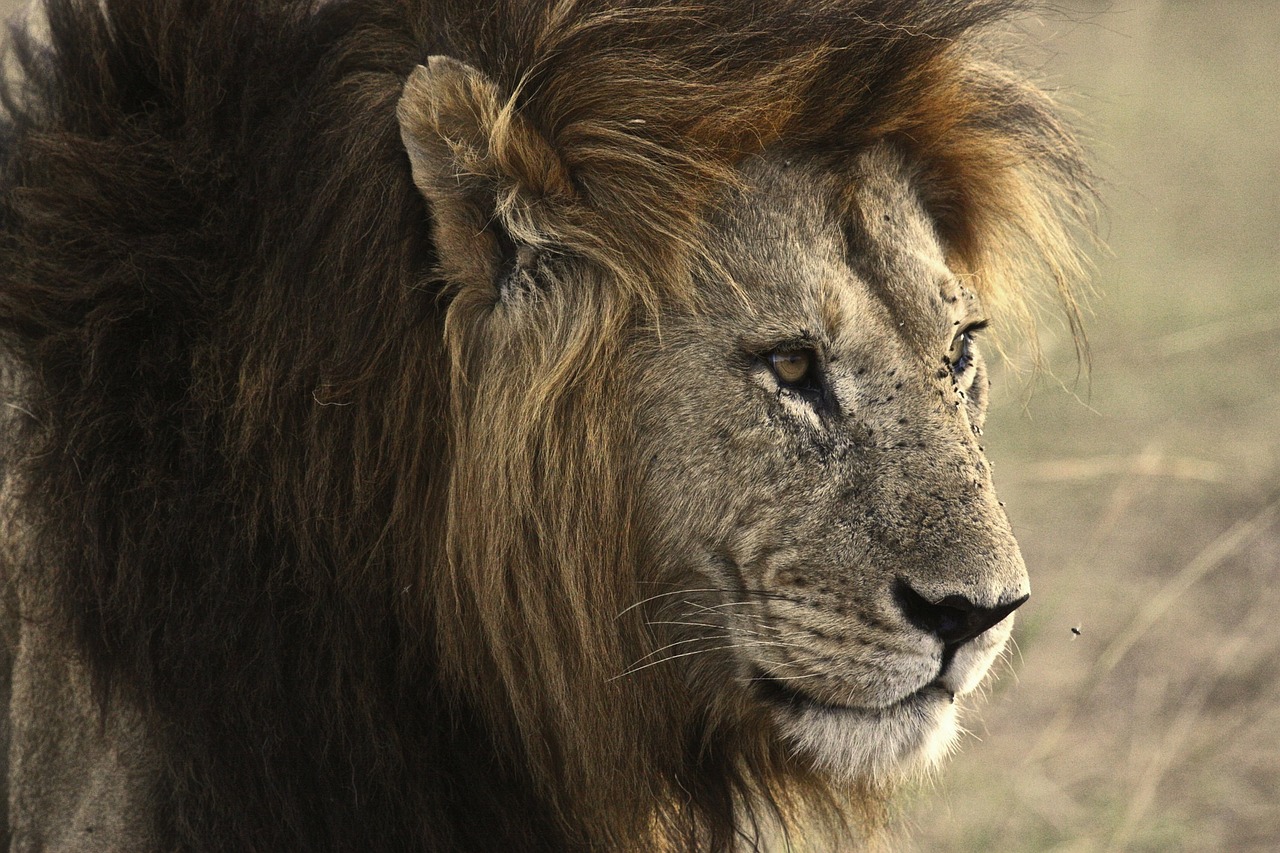 lion cat safari free photo