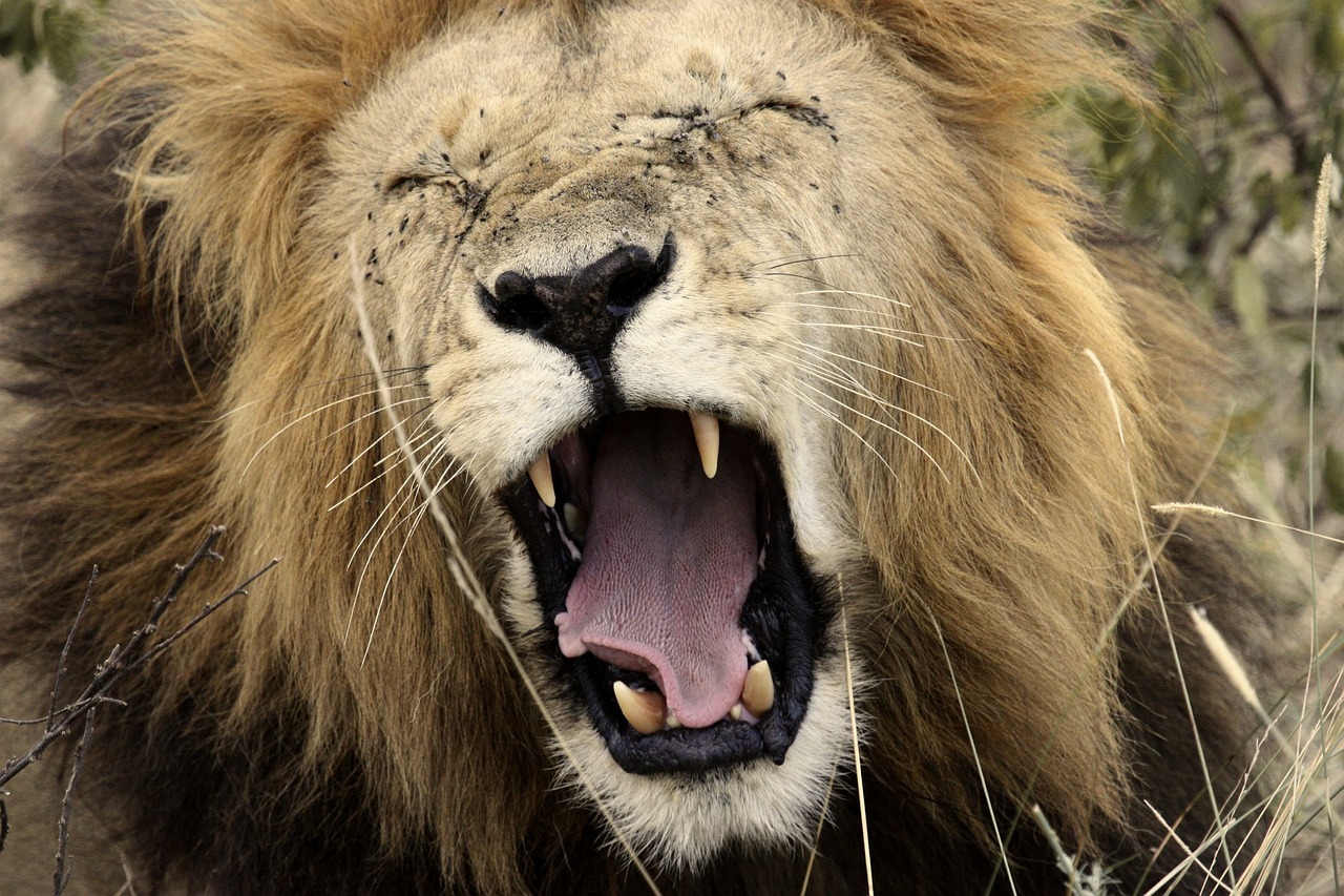 lion yawn king of the jungle free photo