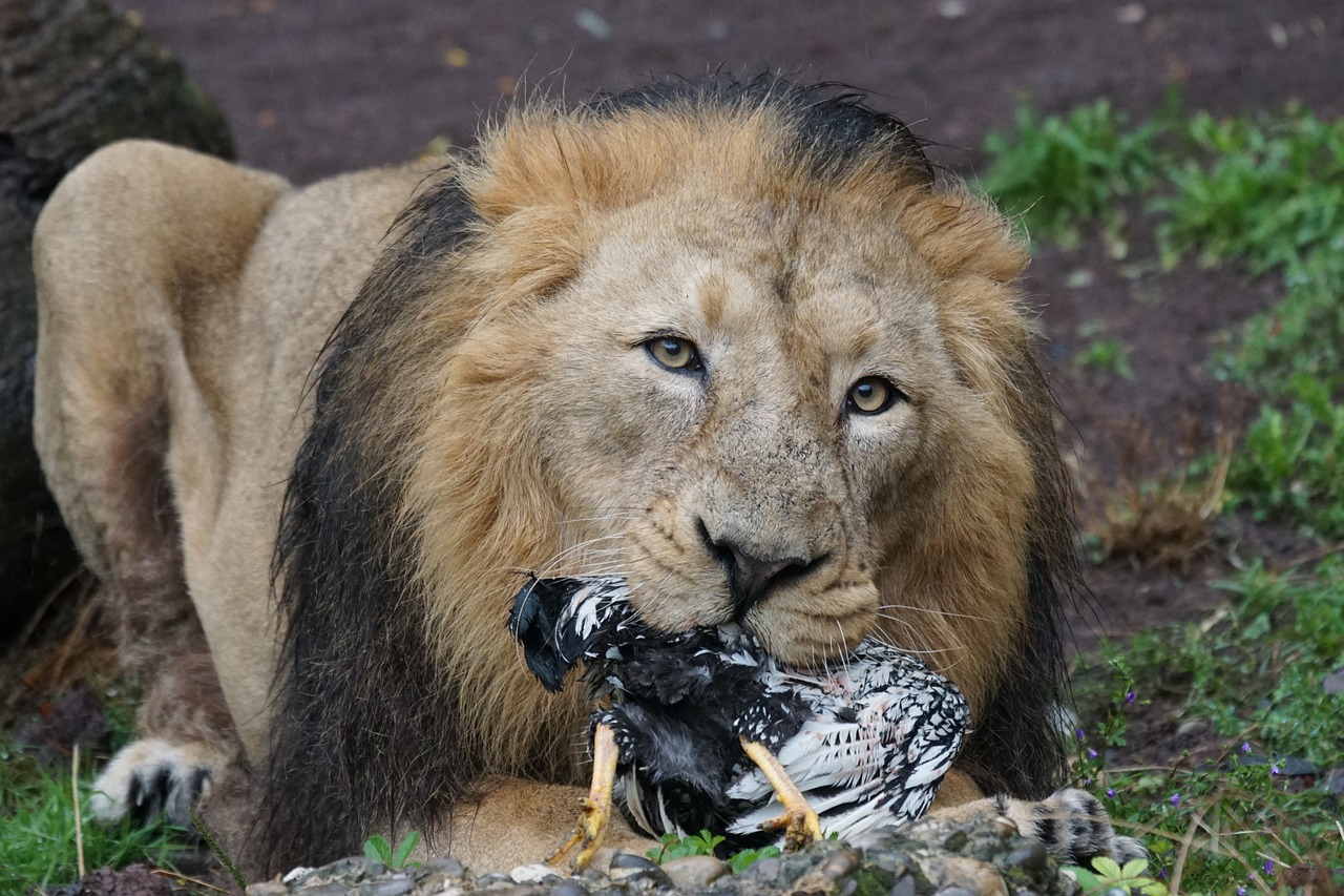 lion indian lion male free photo