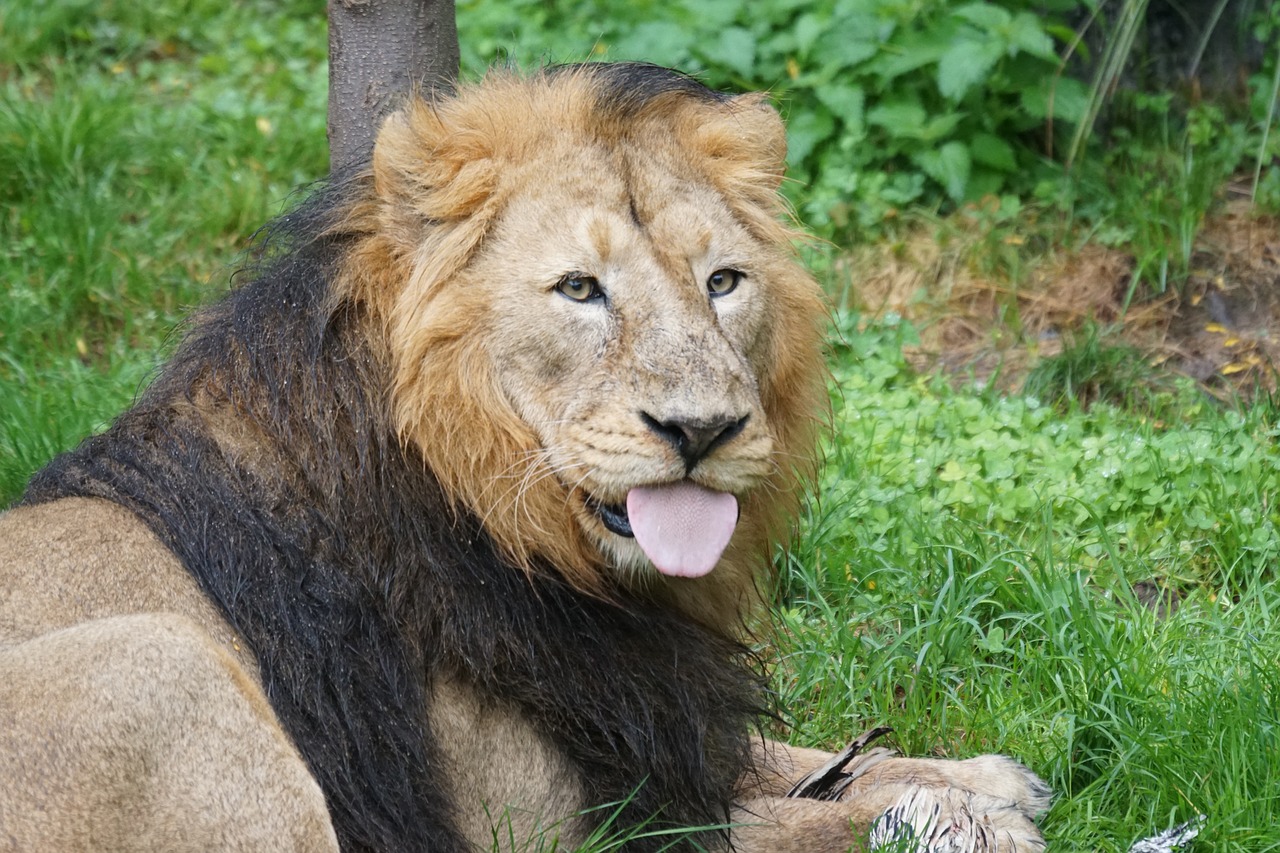 lion indian lion male free photo