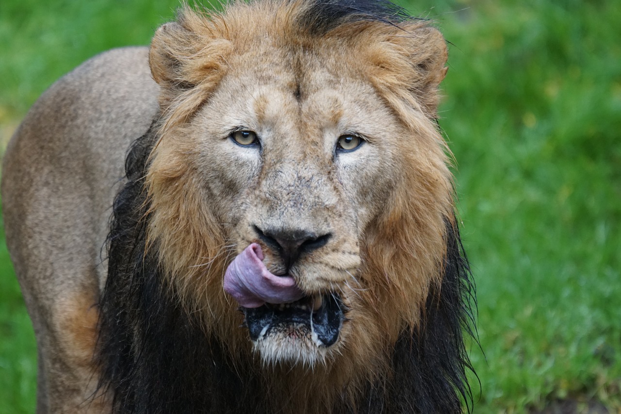 lion indian lion male free photo