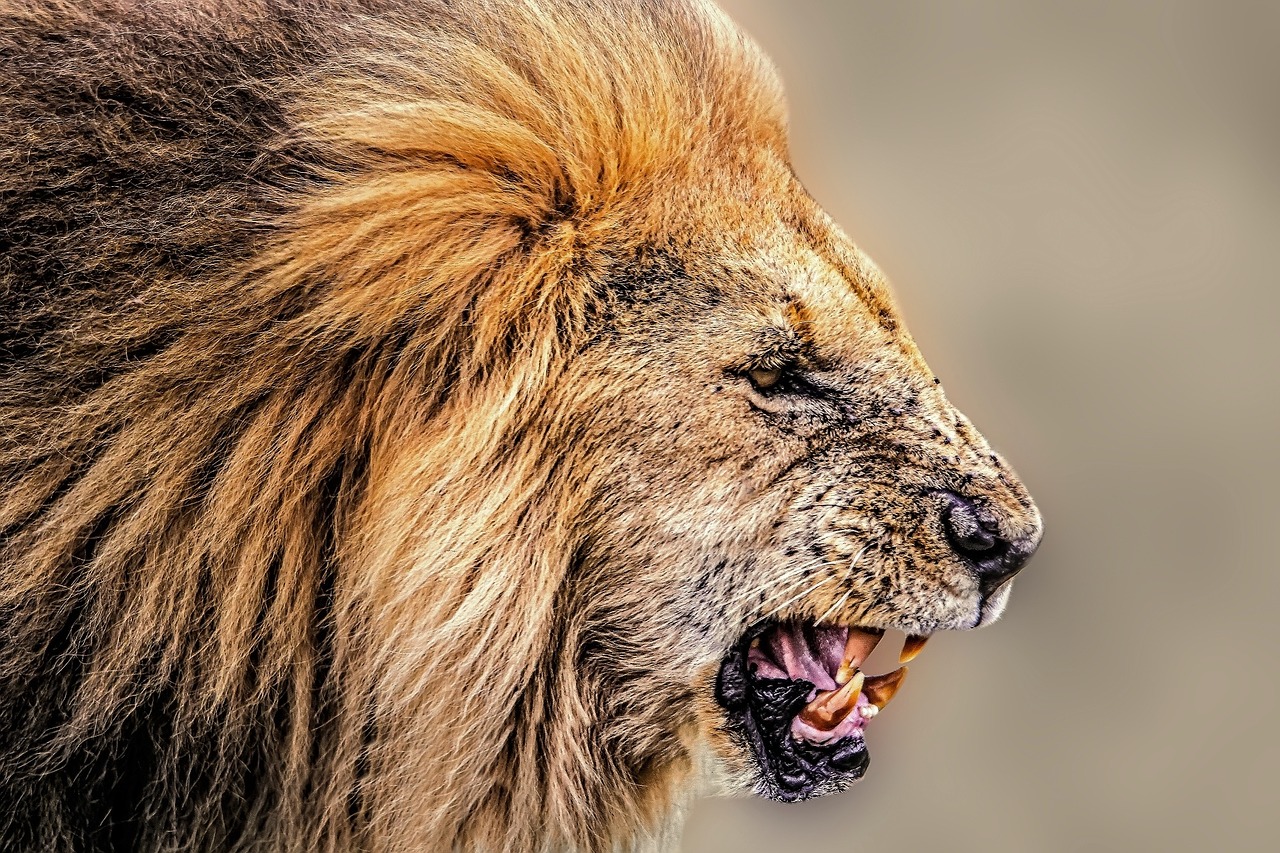 lion africa wilderness free photo