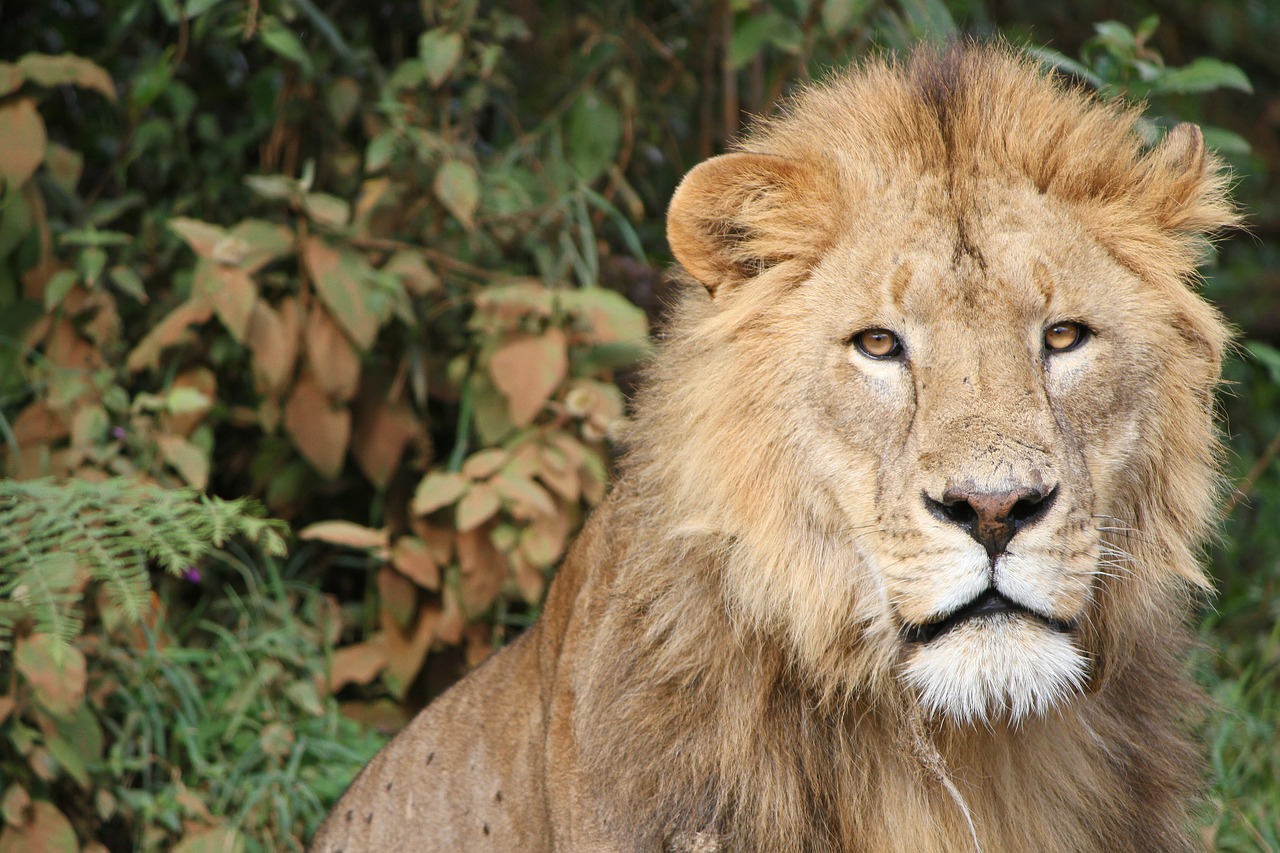 lion tanzania africa free photo