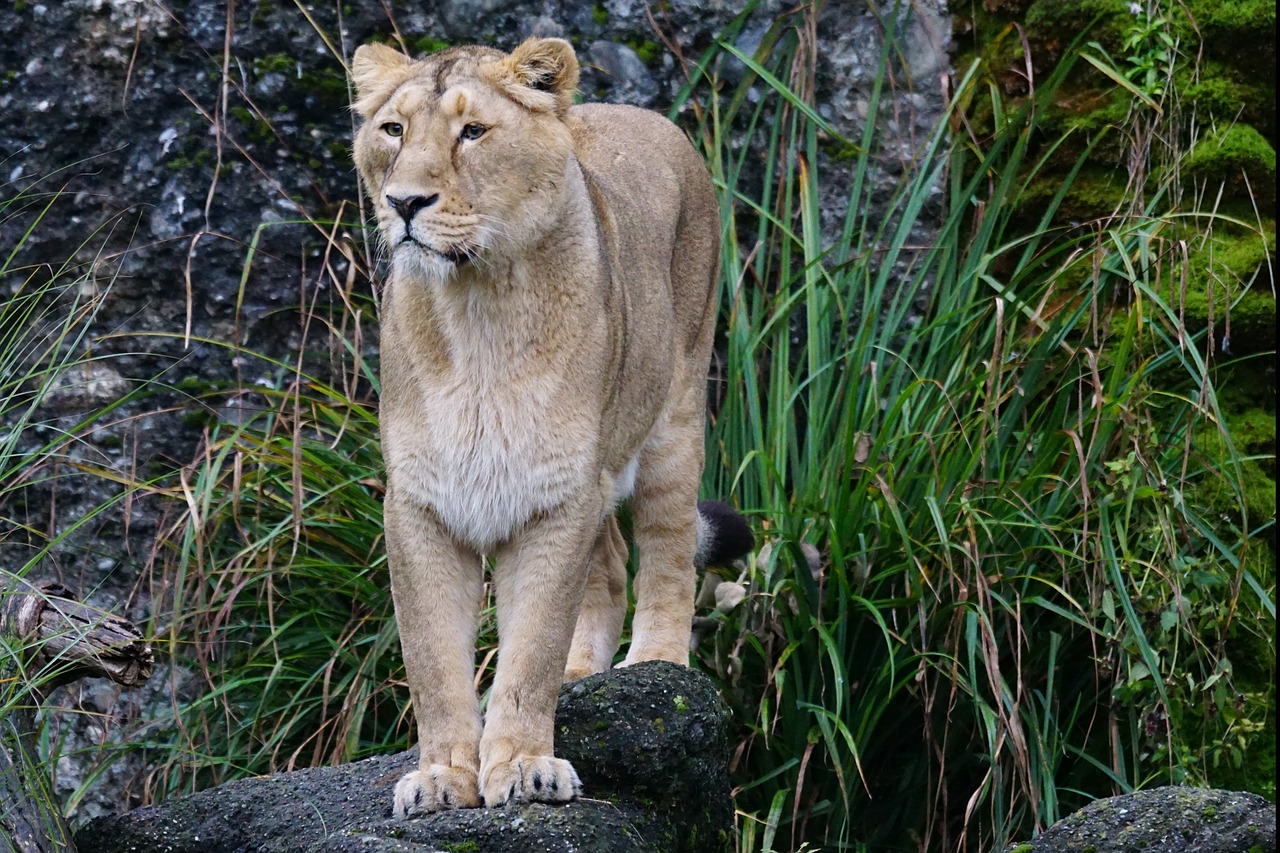 lion indian lion female free photo