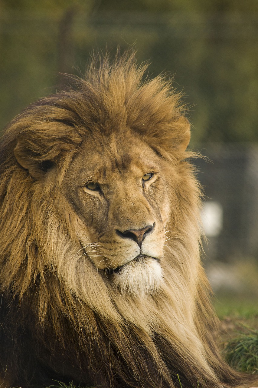 lion wild cat free photo