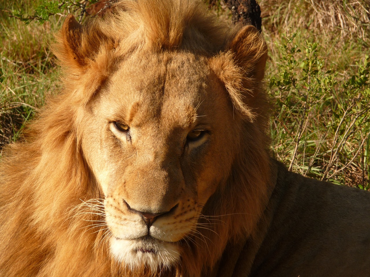 lion africa safari free photo