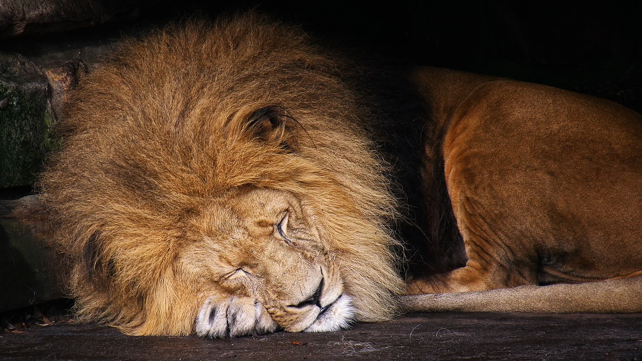 lion animal king of the beasts free photo