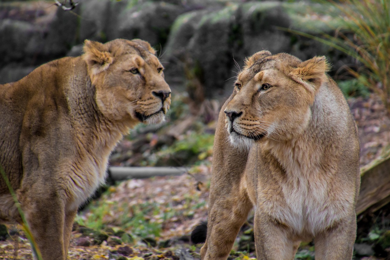 lion leo animal free photo