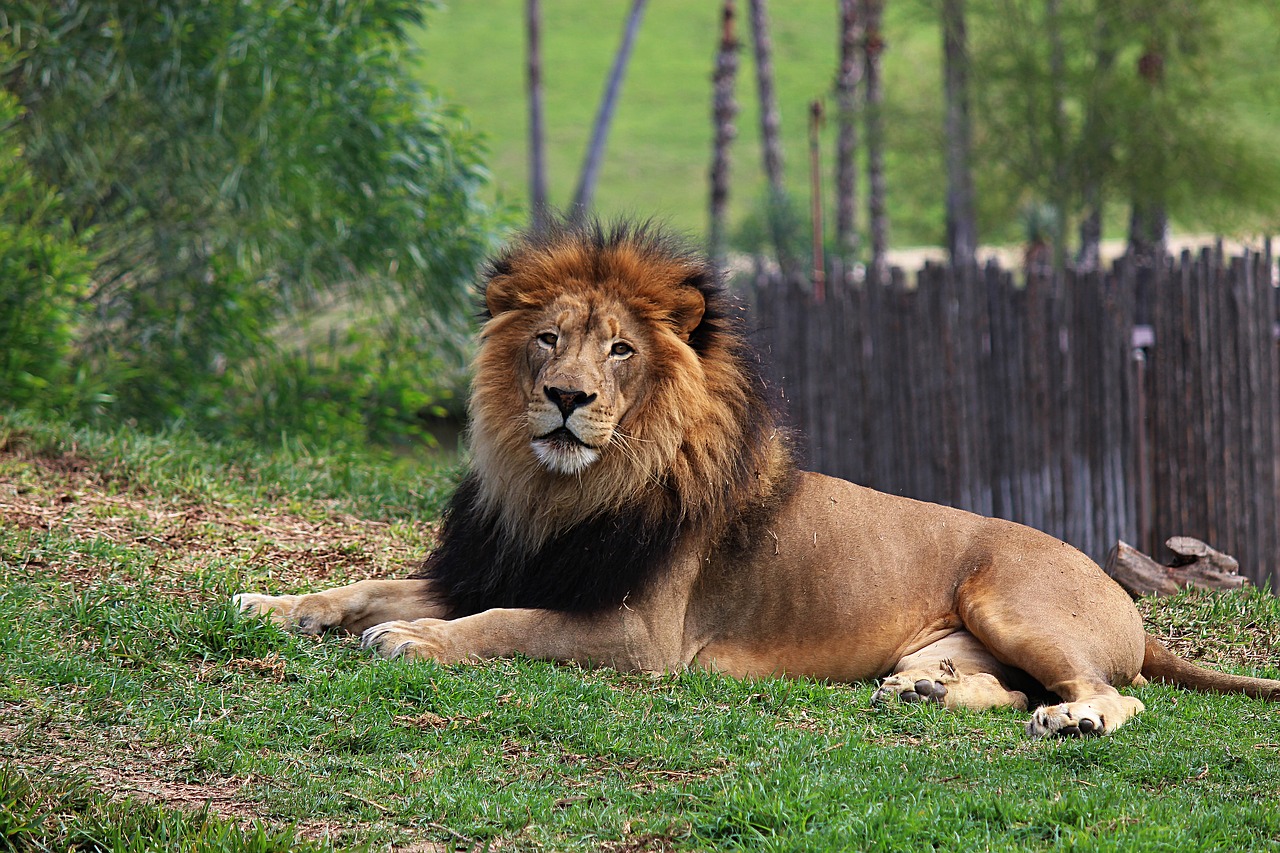lion animal wild free photo