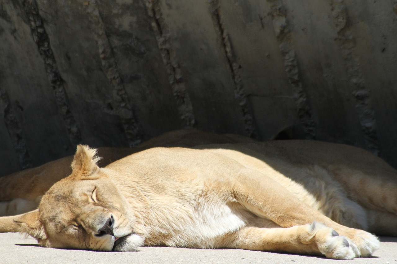 lion rest sleeping free photo